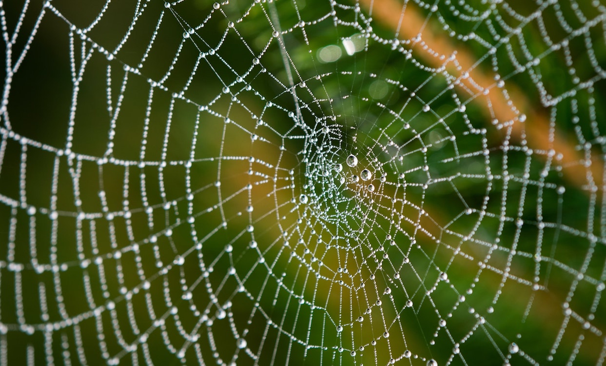 Best Spider Web Best Spider Web