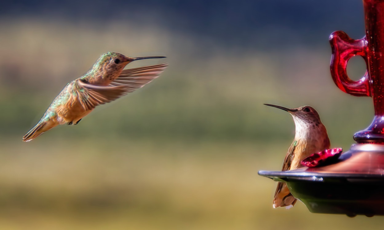 Best Hummingbird Feeder Best Hummingbird Feeder