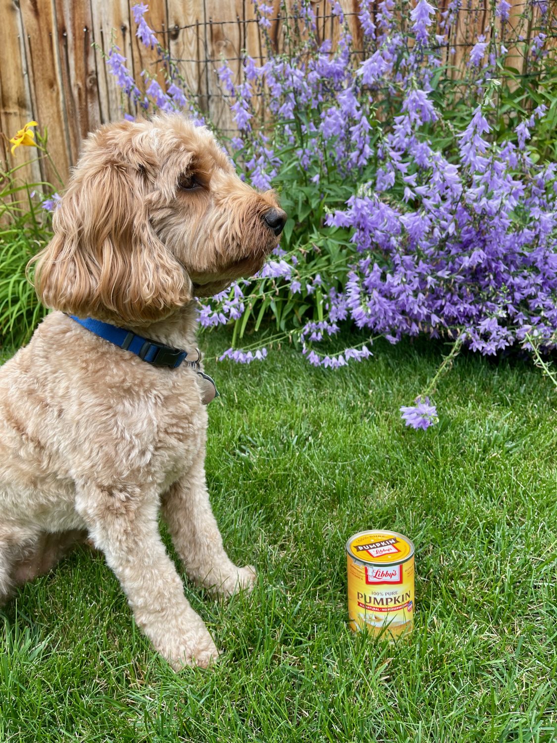 what canned pumpkin for dog