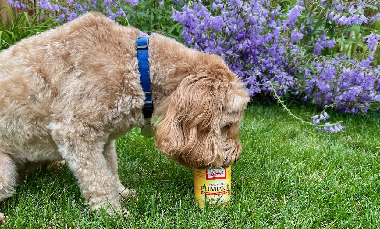 What does pumpkin clearance puree do for dogs