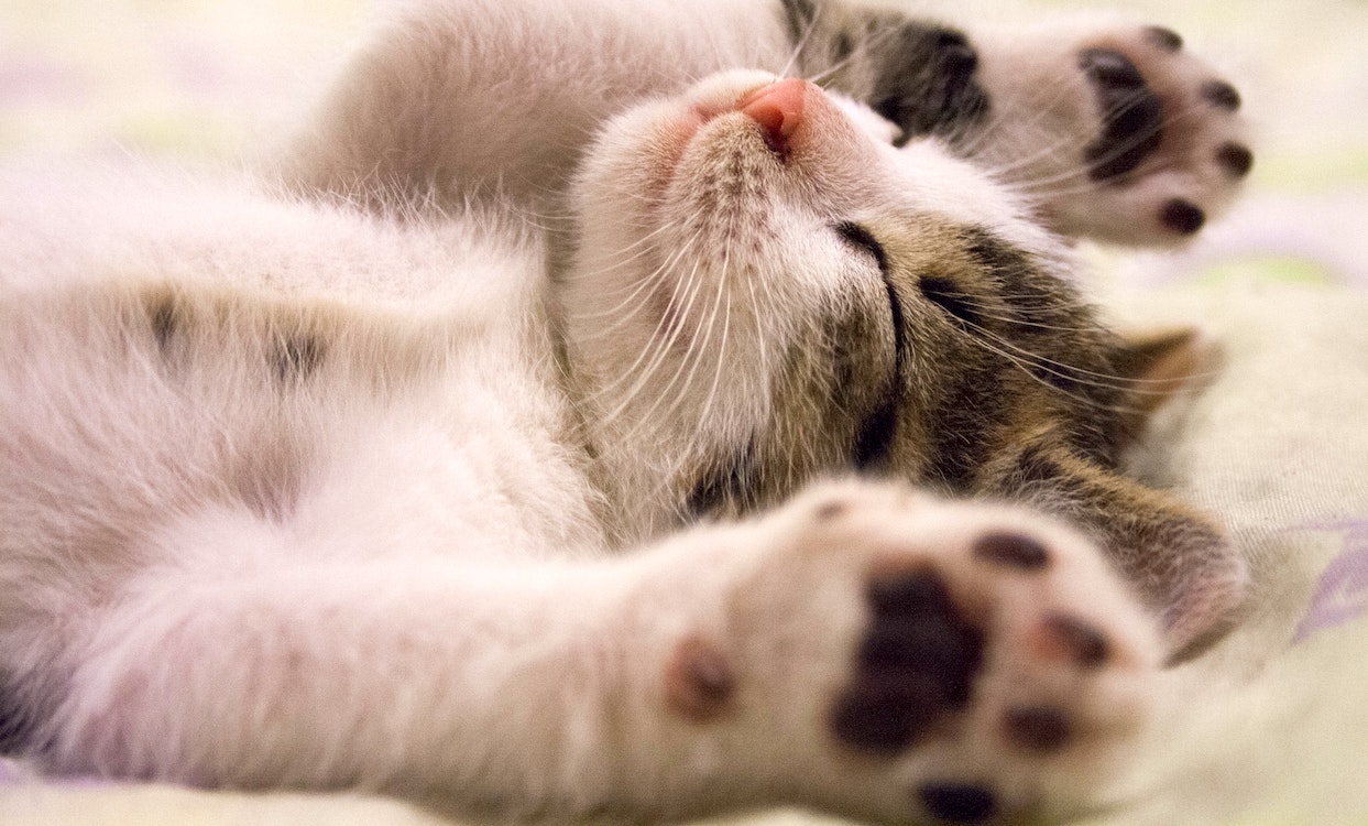 Best Heated Cat Beds Baby Bargains